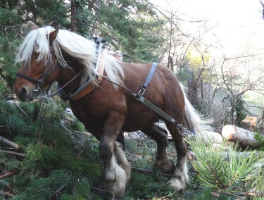 Débardage par traction animale dans les zones difficiles d’accès