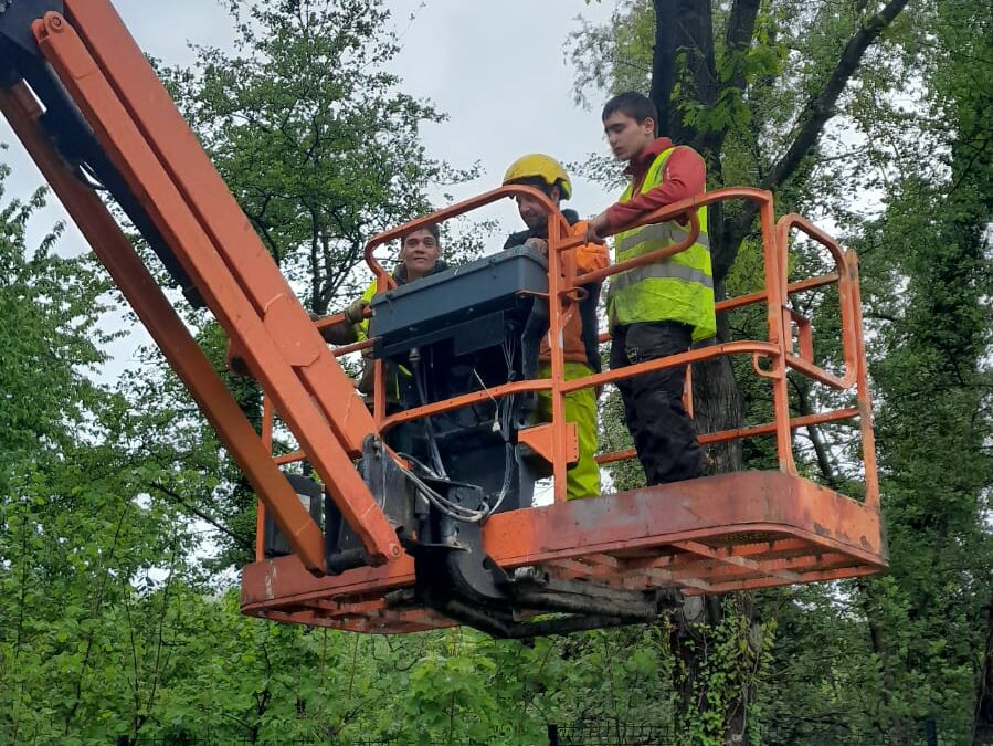 Les Brigades Nature Rhône : Élagage de haute voltige
