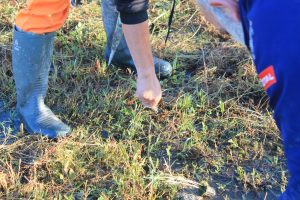 Les Brigades Nature Indre-et-Loire interviennent sur un chantier de plantation aquatique