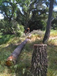 Brigades Nature - Intervention arbre dangereux